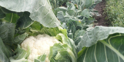 Vendo coliflor suelta o con cáscara, tengo grandes cantidades,