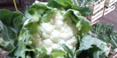 Vendo coliflor suelta o con cáscara, tengo grandes cantidades,