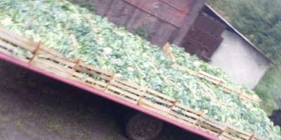 Vendo coliflor suelta o con cáscara, tengo grandes cantidades,