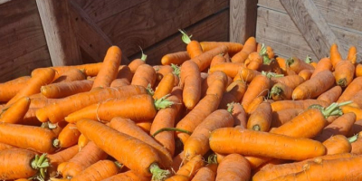 Venderé una selección de zanahorias. Posibilidad de transporte o