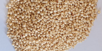 Vendo sorgo blanco. 1000 toneladas. Contrato de cambio de