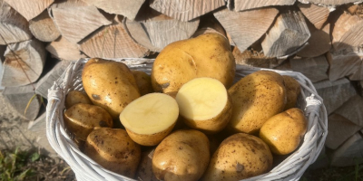 Venderé patatas. 3 tonos variedad Reina Anna, 5 tonos