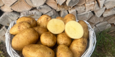 Venderé patatas. 3 tonos variedad Reina Anna, 5 tonos