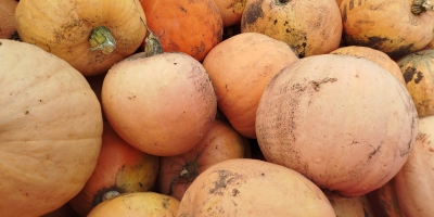 Vendo calabazas de la variedad Otylia. Tengo unas 80