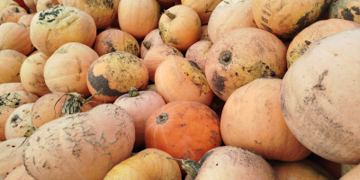 Vendo calabazas de la variedad Otylia. Tengo unas 80