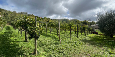 Venta de uvas finas AGLIANICO y MONTEPULCIANO Apto para