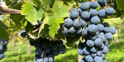 Venta de uvas finas AGLIANICO y MONTEPULCIANO Apto para