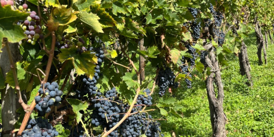 Venta de uvas finas AGLIANICO y MONTEPULCIANO Apto para