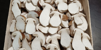 Setas boletus frescas (boletus edulis). 1º, 2º y 3º