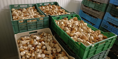Setas boletus frescas (boletus edulis). 1º, 2º y 3º