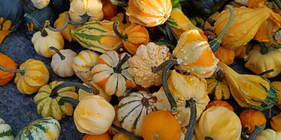 Hola, vendo una hermosa calabaza decorativa en varios colores