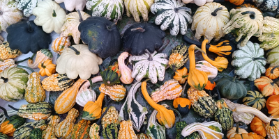 Hola, vendo una hermosa calabaza decorativa en varios colores