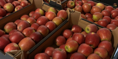 Ofrecemos manzanas Red Jonaprice. Todos los calibres. Envasadas en