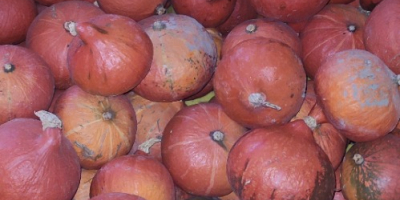 Venderé unas 2 toneladas de calabaza piena lunga, a