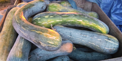 Venderé unas 2 toneladas de calabaza piena lunga, a