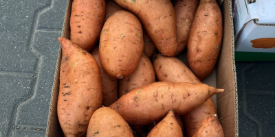 Vendo batatas de Egipto, caja de 6 kg, tamaño: