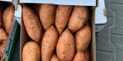 Vendo batatas de Egipto, caja de 6 kg, tamaño: