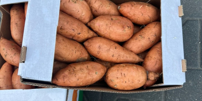 Vendo batatas de Egipto, caja de 6 kg, tamaño: