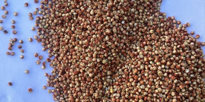 Sorgo rojo en venta | Precio a consultar