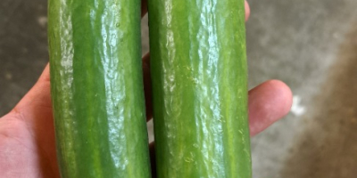 Vendo pepino de invernadero de 2da clase. Cantidades al