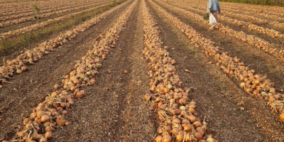 Cebolla variedad citation. Cebolla blanca Disponible unas 250tn aproximadamente