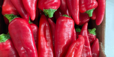 Disponible Pimiento Rojo Dulce Ecológico. Desde 2017 creamos la