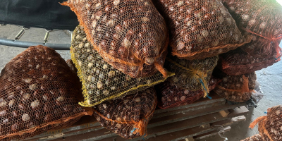 Venderé 300 kg de castañas envasadas en sacos de