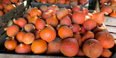 Calabazas de Hokkaido a la venta en grandes cantidades