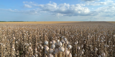 ¡Venderé amapolas comestibles del fabricante! También se encuentran disponibles