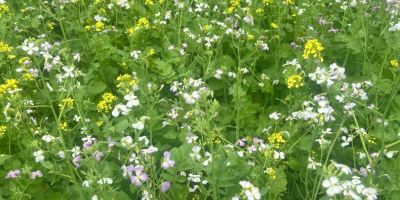 Venta de plantas melíferas: aceite de rábano con phacelia.