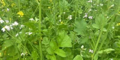 Venta de plantas melíferas: aceite de rábano con phacelia.