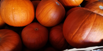 Se vende calabaza. Calibre 1-10kg. Variedades Gómez, Racer y