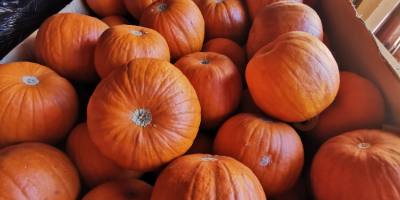 Se vende calabaza. Calibre 1-10kg. Variedades Gómez, Racer y