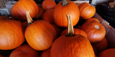 Se vende calabaza. Calibre 1-10kg. Variedades Gómez, Racer y