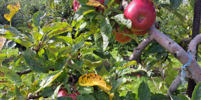 Vende manzanas de diferentes variedades Jona Gold,Elster,Golden Delicius.