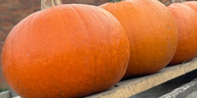 Venta de calabazas Gómez. De 1 a 4 kilogramos.