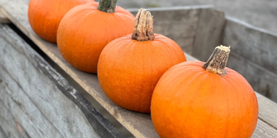 Venta de calabazas Gómez. De 1 a 4 kilogramos.