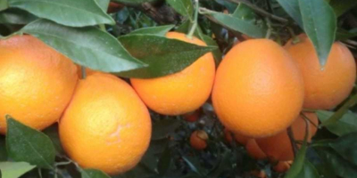 Venderé naranjas importadas de España. Naranjas con alto contenido