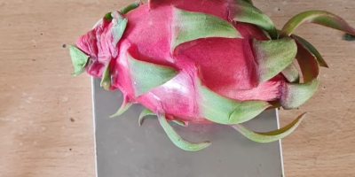 LOCAL BROKER Fruits Spain __________ Pitahayas- Dragon Fruit----- *