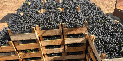 Uvas de Moldavia de alta calidad: productos frescos de