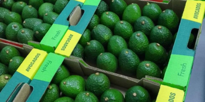 Aguacates en Venta, de Marruecos (CIF, FOB), Paquete (16