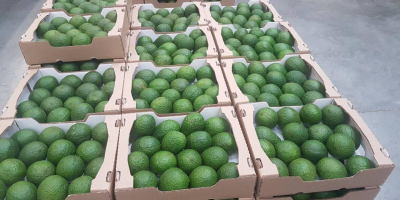 Aguacates en Venta, de Marruecos (CIF, FOB), Paquete (16