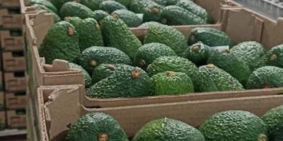 Aguacates en Venta, de Marruecos (CIF, FOB), Paquete (16