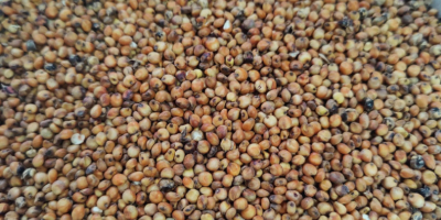 Hola, tengo a la venta sorgo rojo de la