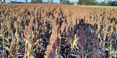 Hola, tengo a la venta sorgo rojo de la