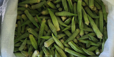 Ofrecemos okra fresco o congelado. Envasado según pedido del