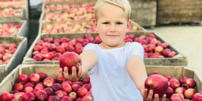 ¡¡¡Venderé 30 toneladas de Jonagored!!! Las manzanas son bonitas,