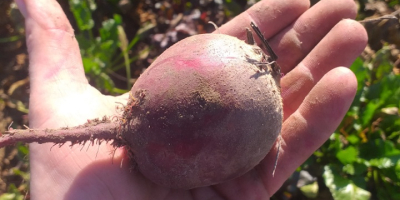 Vendo remolacha roja sangre de una pequeña finca, aproximadamente