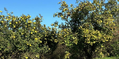 Vendo membrillos de mi propia producción/granja.