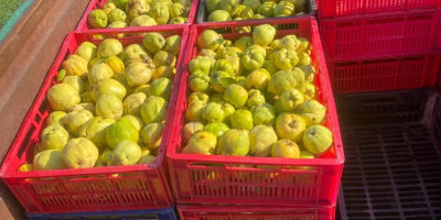 Vendo membrillos de mi propia producción/granja.